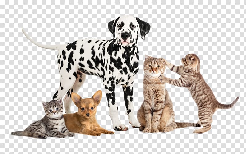 Garden City Park Animal Hospital Pet , dogs and cats transparent background PNG clipart