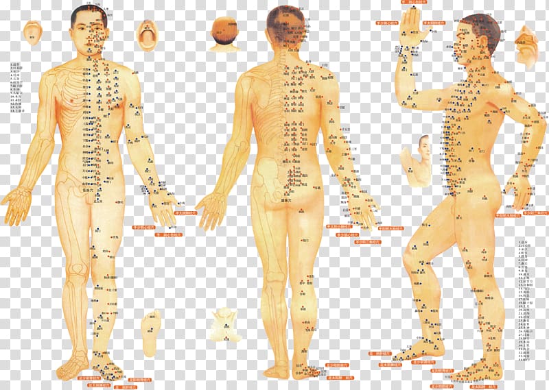 human body illustration, Acupuncture Meridian Traditional Chinese medicine Therapy Moxibustion, Point Table transparent background PNG clipart