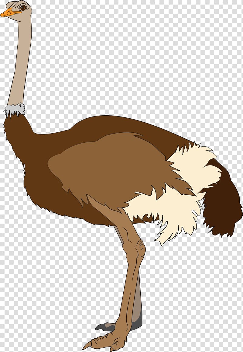 Common ostrich , ostrich transparent background PNG clipart