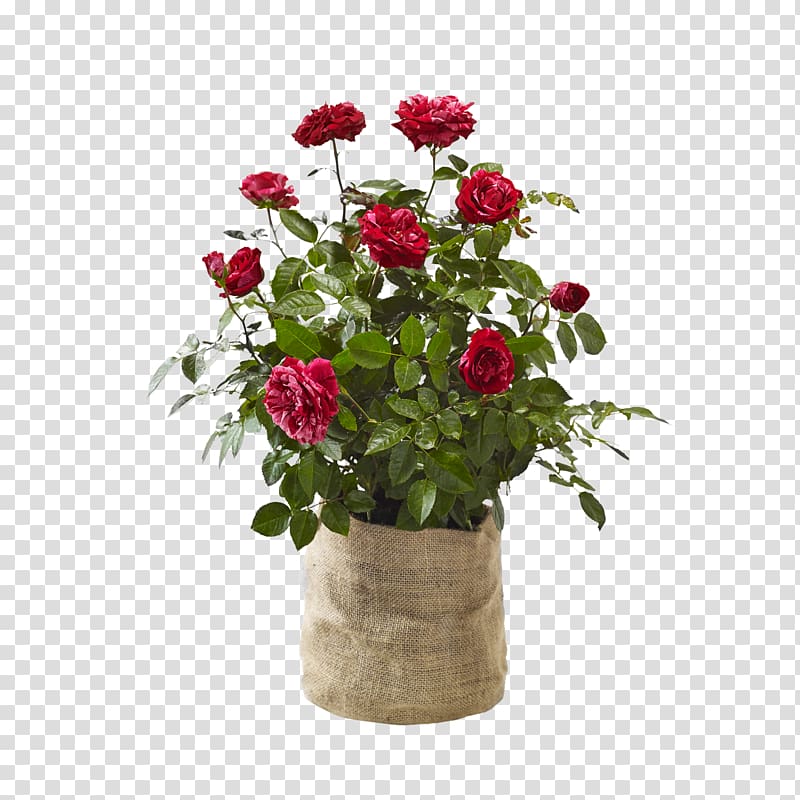 Garden roses Cut flowers Artificial flower Flowerpot Floral design, flower transparent background PNG clipart