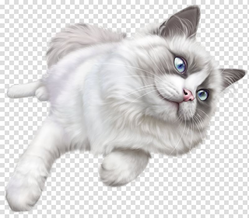 Kitten Ragdoll , cats transparent background PNG clipart