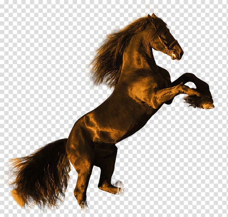 Friesian horse Stallion High-definition video Black , Dark Horse Maxima transparent background PNG clipart