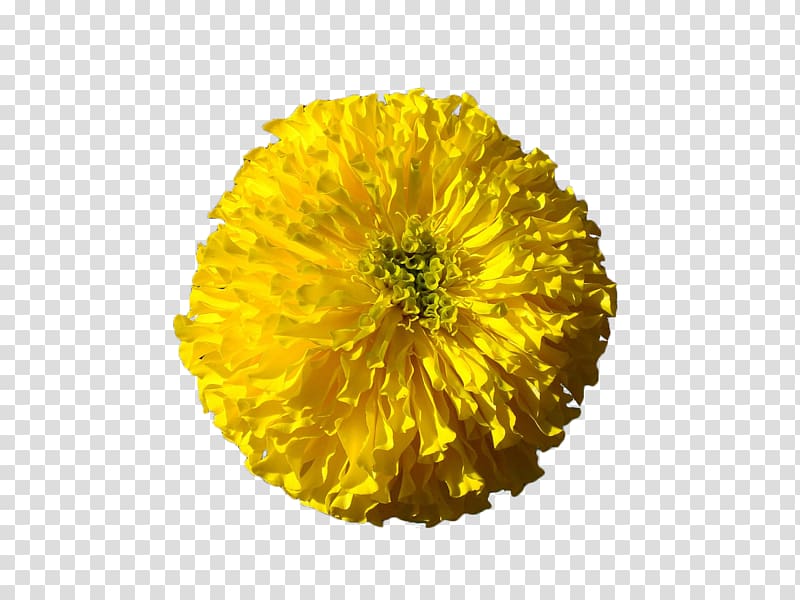 Mexican marigold Petal Yellow Chrysanthemum Flower, Yellow chrysanthemum transparent background PNG clipart