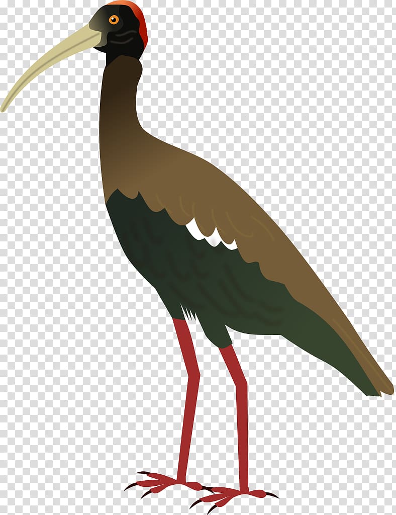 White stork Bird Hadada ibis Crane, Bird transparent background PNG clipart