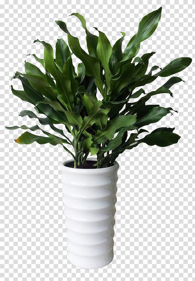 green leafed plant on white pot, Philippines Dracaena fragrans Flower Greening Plant, Philippines Tieshu transparent background PNG clipart
