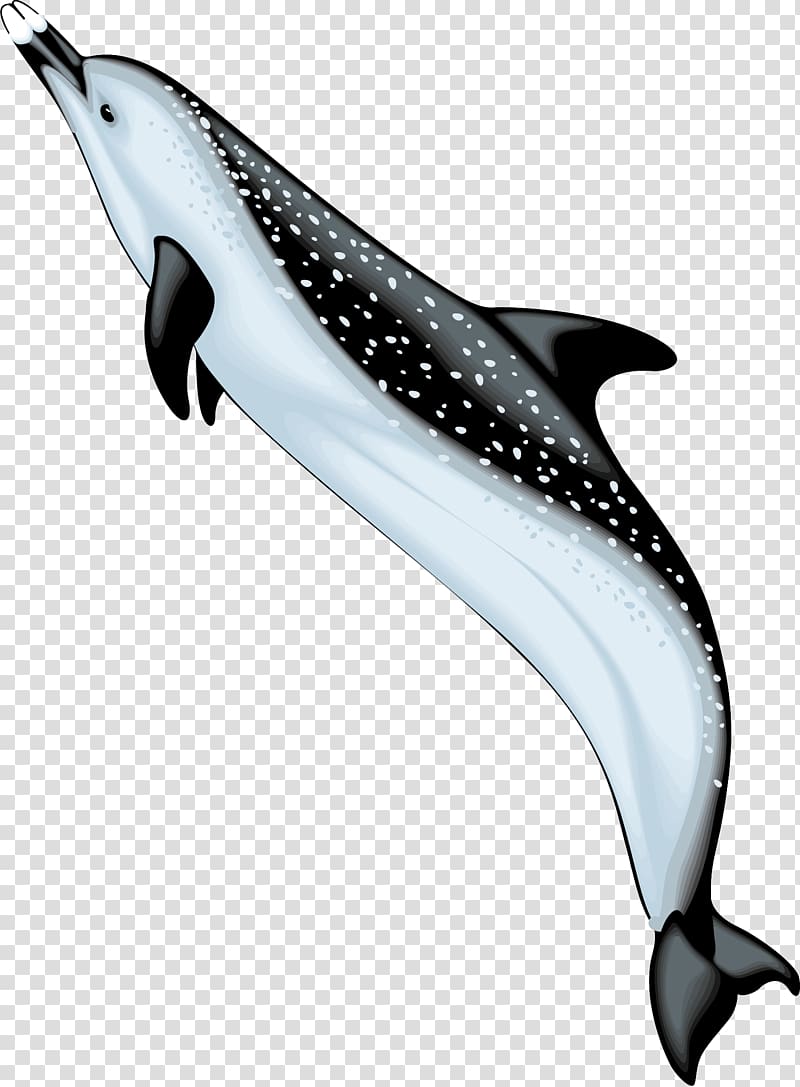 Bottlenose dolphin Spinner dolphin , dolphin transparent background PNG clipart
