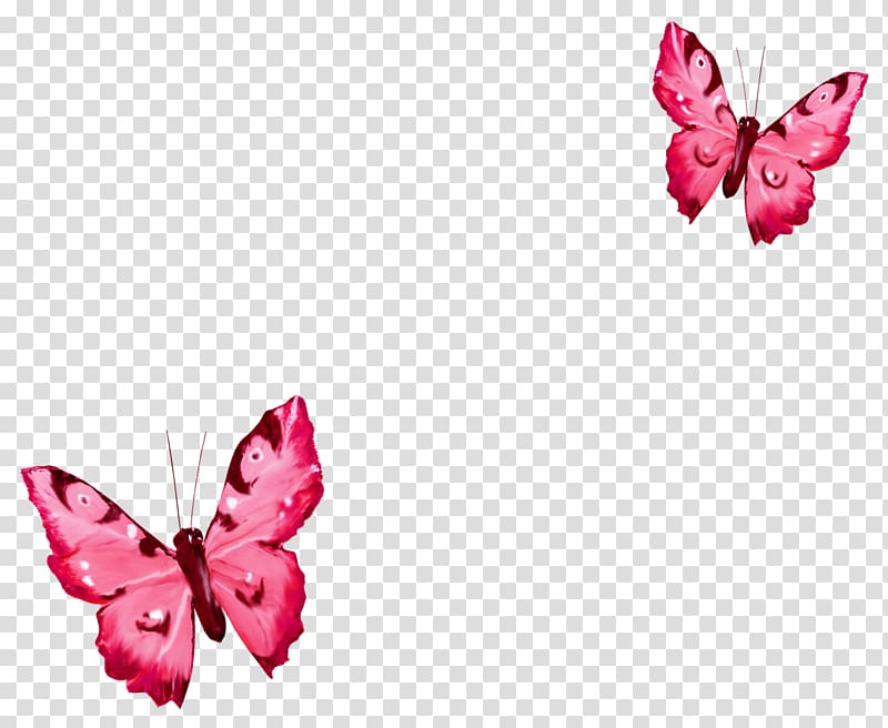 Butterfly Portable Network Graphics Borboleta, butterfly transparent background PNG clipart