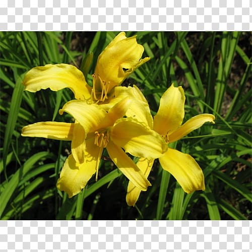 Daylily Lily M, Spider plant transparent background PNG clipart