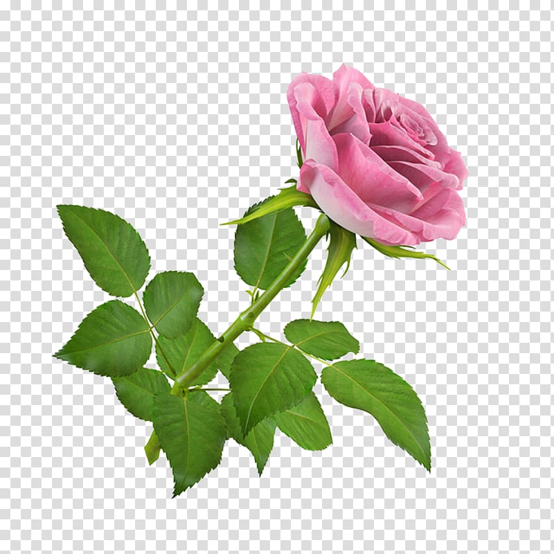 Flower Rose 3D computer graphics 3D modeling TurboSquid, callalily transparent background PNG clipart