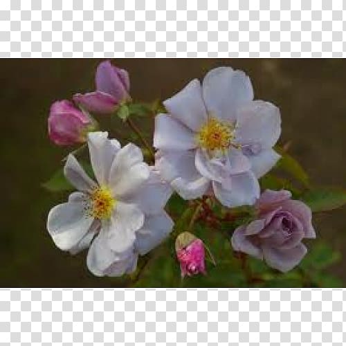 Dog-rose Rosa rubiginosa Rosa pimpinellifolia Rosa wichuraiana Sasanqua Camellia, wisteria floribunda transparent background PNG clipart