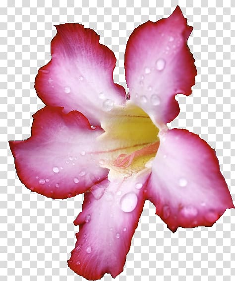 Azalea Iris family Rose family Pink M, Instagram Post Mockup transparent background PNG clipart