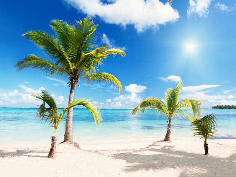 four green palm trees on sea shore under blue sky, Beach , Beach transparent background PNG clipart