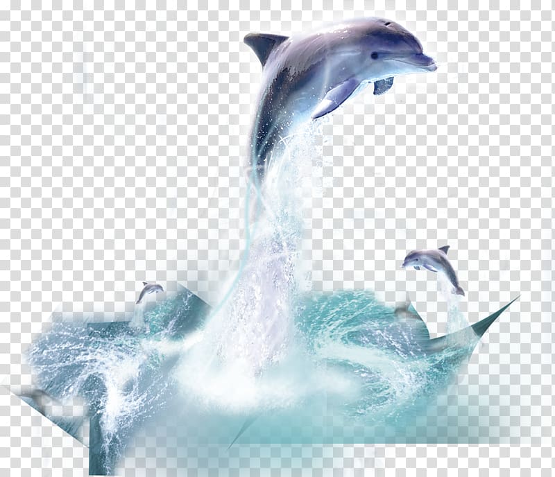 Dolphin Whale, dolphin transparent background PNG clipart