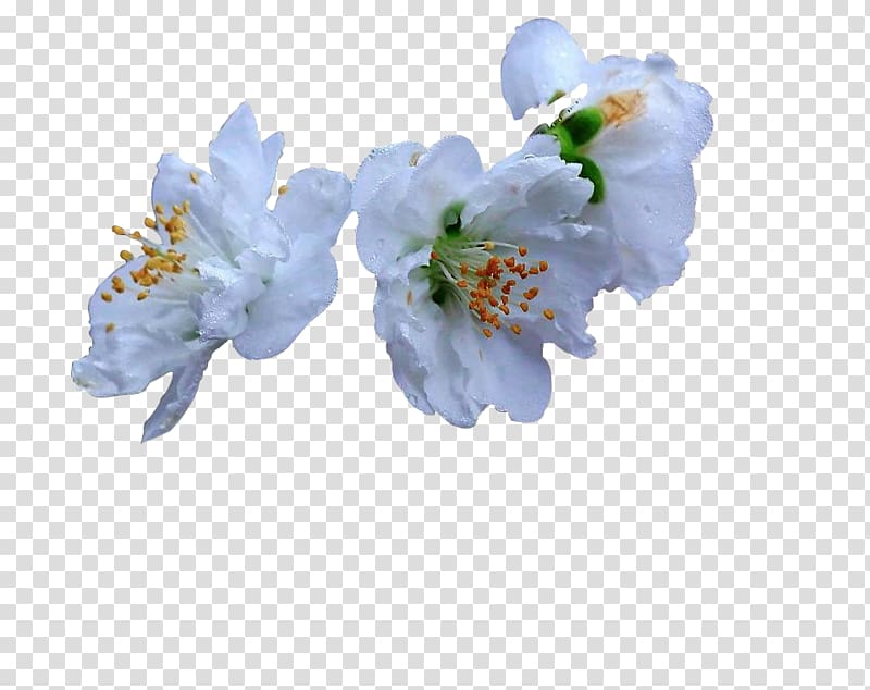 Cherry blossom Dew Euclidean , Morning with cherry blossoms transparent background PNG clipart