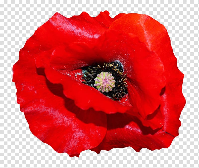 red poppy flower , Poppy Flowers, Poppy Flower transparent background PNG clipart
