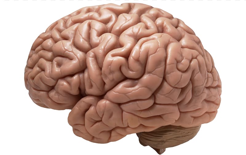 Human brain Homo sapiens Cerebral cortex Ten percent of the brain myth, Brain transparent background PNG clipart