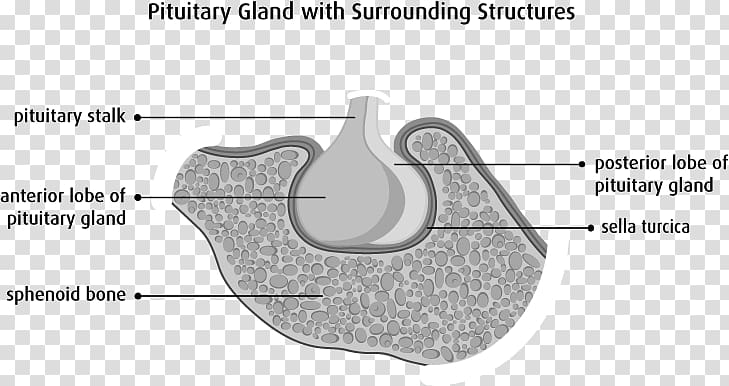 Pituitary gland Anterior pituitary Sella turcica Sphenoid bone Posterior pituitary, others transparent background PNG clipart