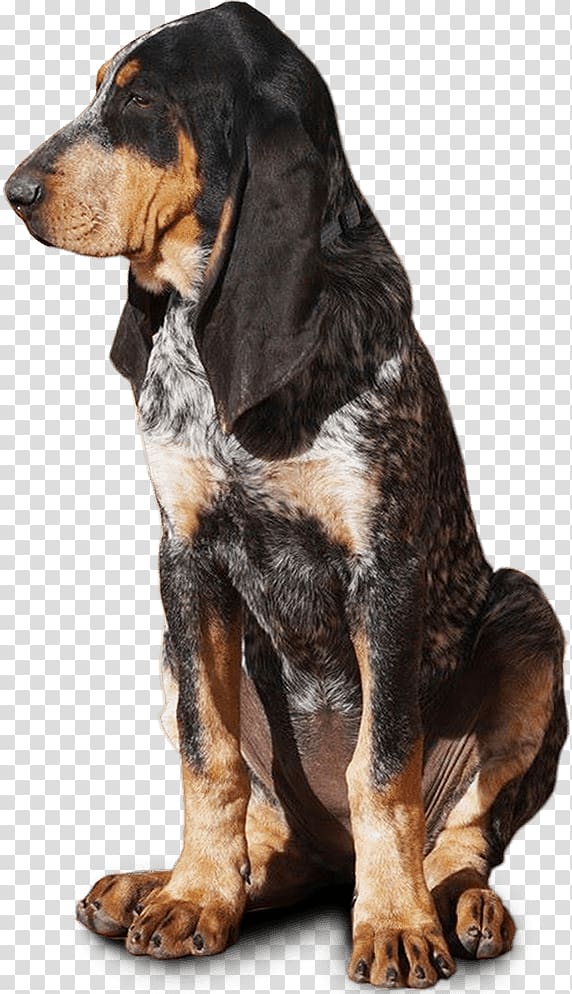 Finnish Hound Black and Tan Coonhound Schweizer Laufhund Treeing Walker Coonhound Great Gascony Blue, others transparent background PNG clipart