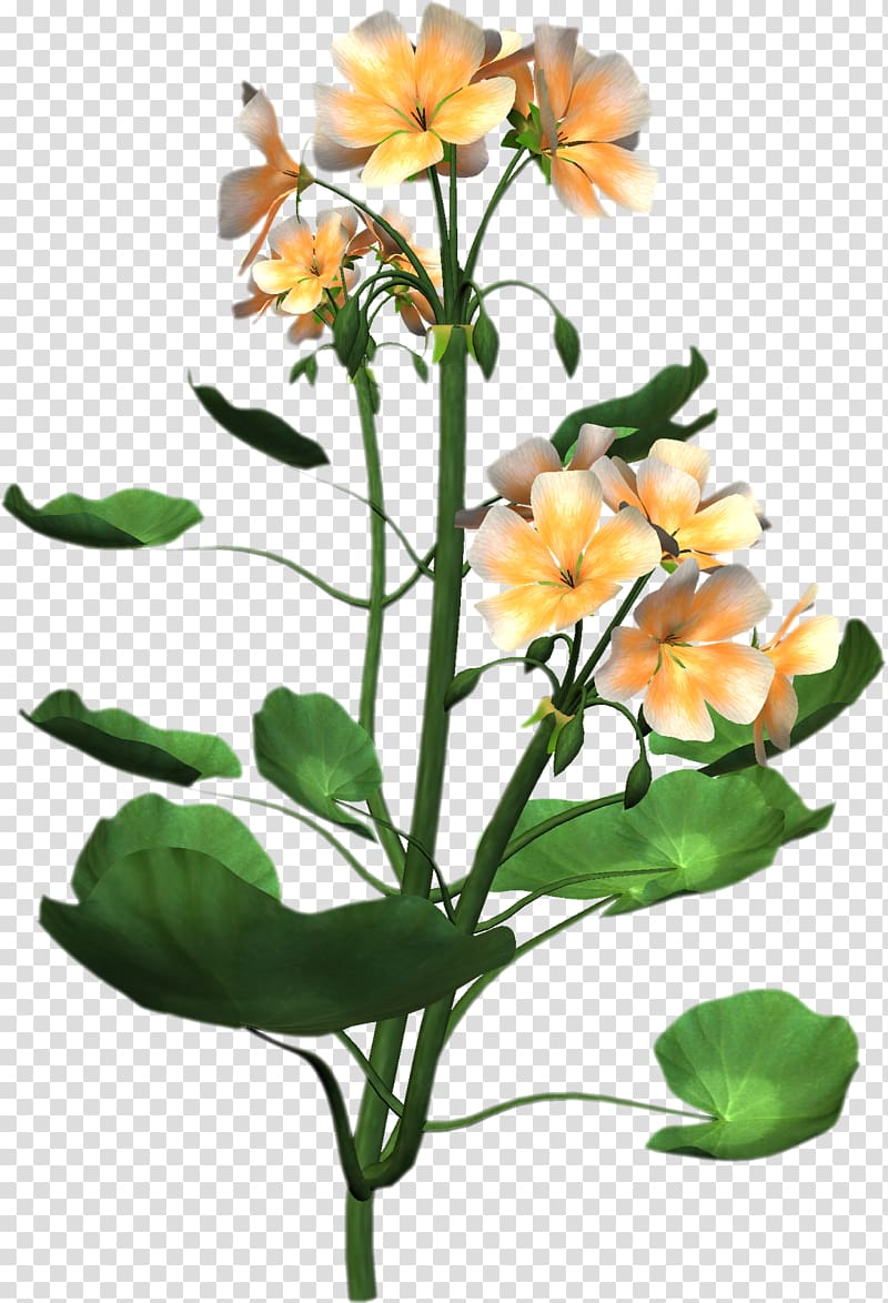 Plant anatomy Flower , plant transparent background PNG clipart