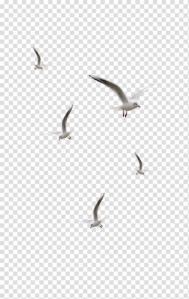 flock of white birds, Bird Desktop , seagulls flying transparent background PNG clipart