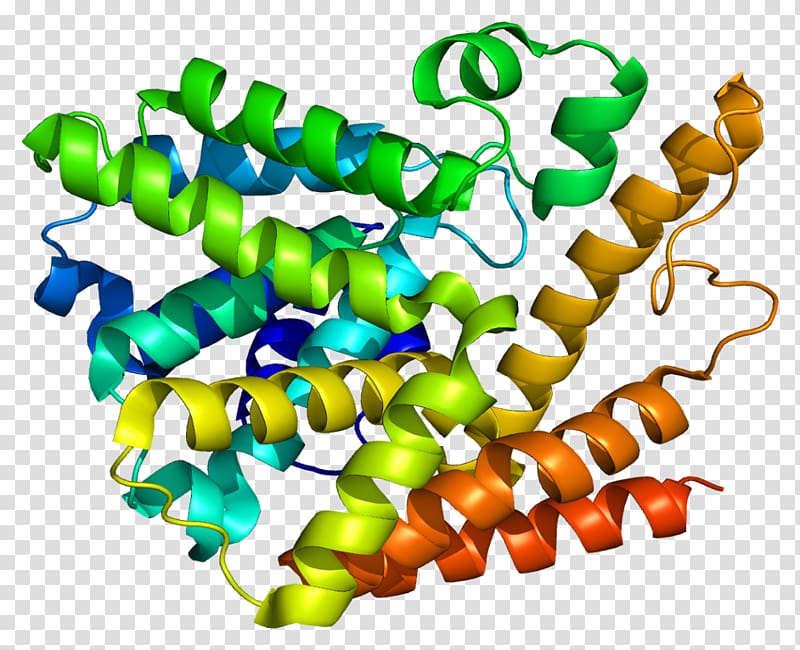 PDE7A Cyclic nucleotide phosphodiesterase Cyclic guanosine monophosphate Cyclic adenosine monophosphate, Guanosine Monophosphate transparent background PNG clipart