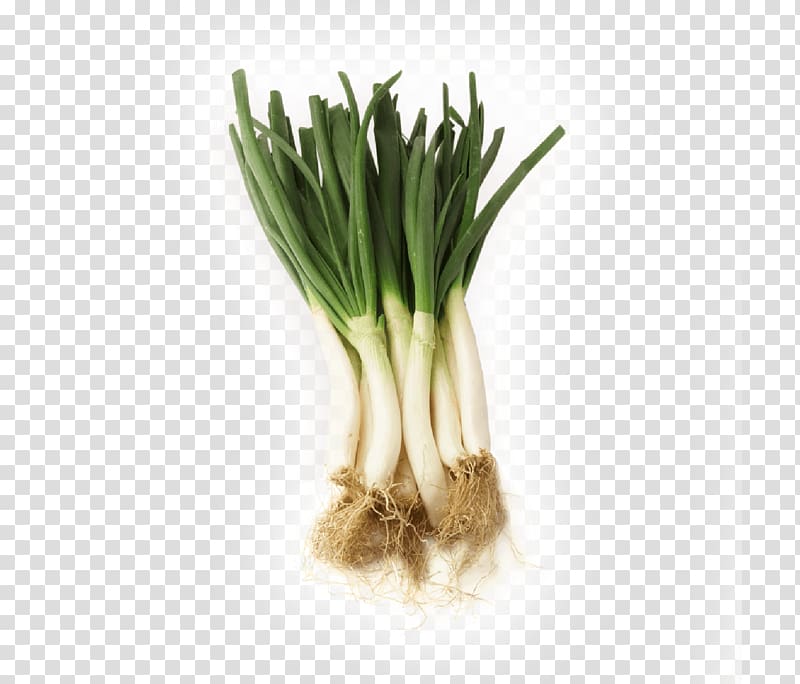 Allium fistulosum Calçot Leek Scallion Herb, CEBOLLA transparent background PNG clipart