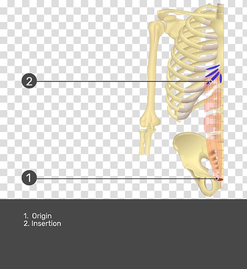 Transverse abdominal muscle Rectus abdominis muscle Origin and Insertion Abdominal internal oblique muscle, others transparent background PNG clipart