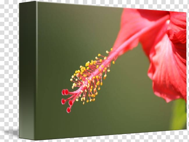 Rosemallows Close-up Plant stem, bunga raya transparent background PNG clipart