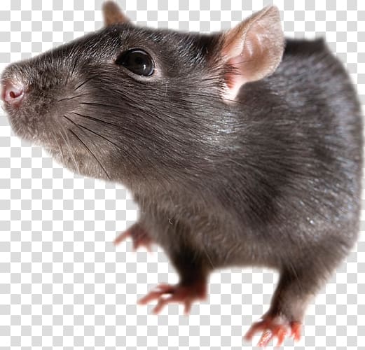 Brown rat Mouse Rodent Black rat , mouse transparent background PNG clipart