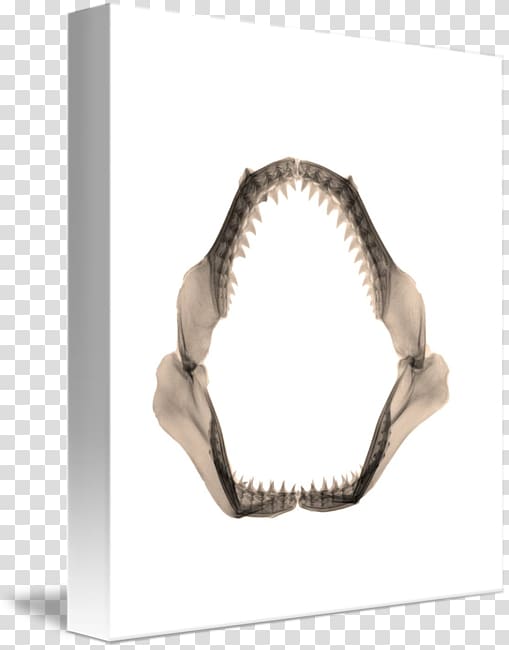 Jaw, design transparent background PNG clipart