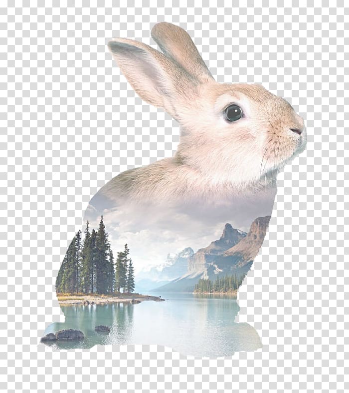 Easter Bunny Rabbit Holland Lop Watercolor painting Drawing, rabbit transparent background PNG clipart