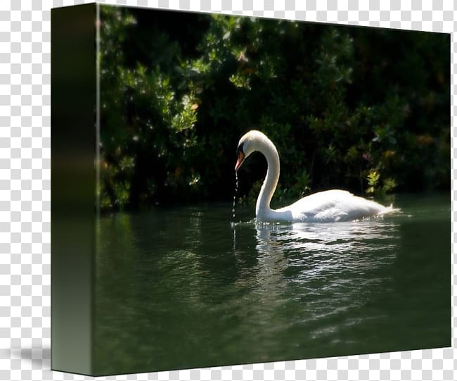 Cygnini Pond Fauna Water Beak, water transparent background PNG clipart