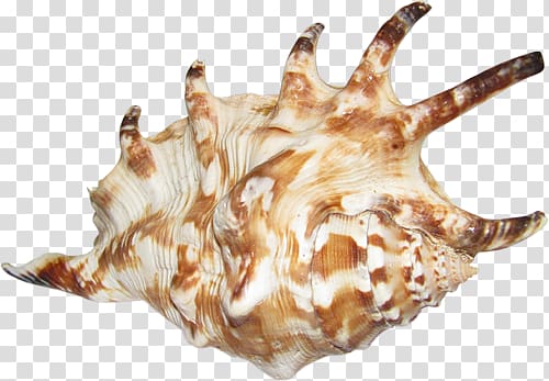Seashell Sea snail Conch Shankha, seashell transparent background PNG clipart