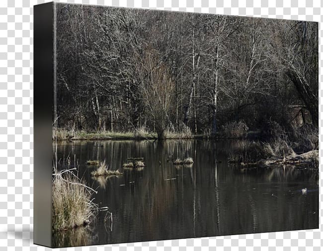 Bayou Swamp Painting Nature Wood, painting transparent background PNG clipart