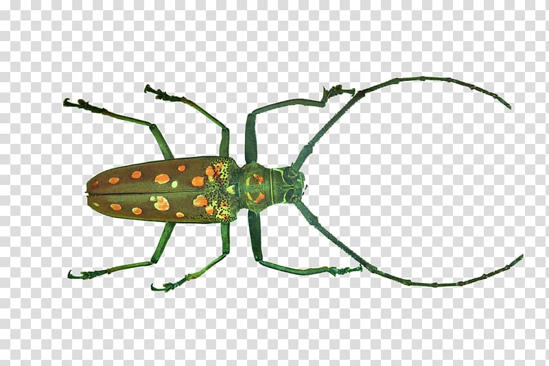 Longhorn beetle Weevil , Beetles transparent background PNG clipart