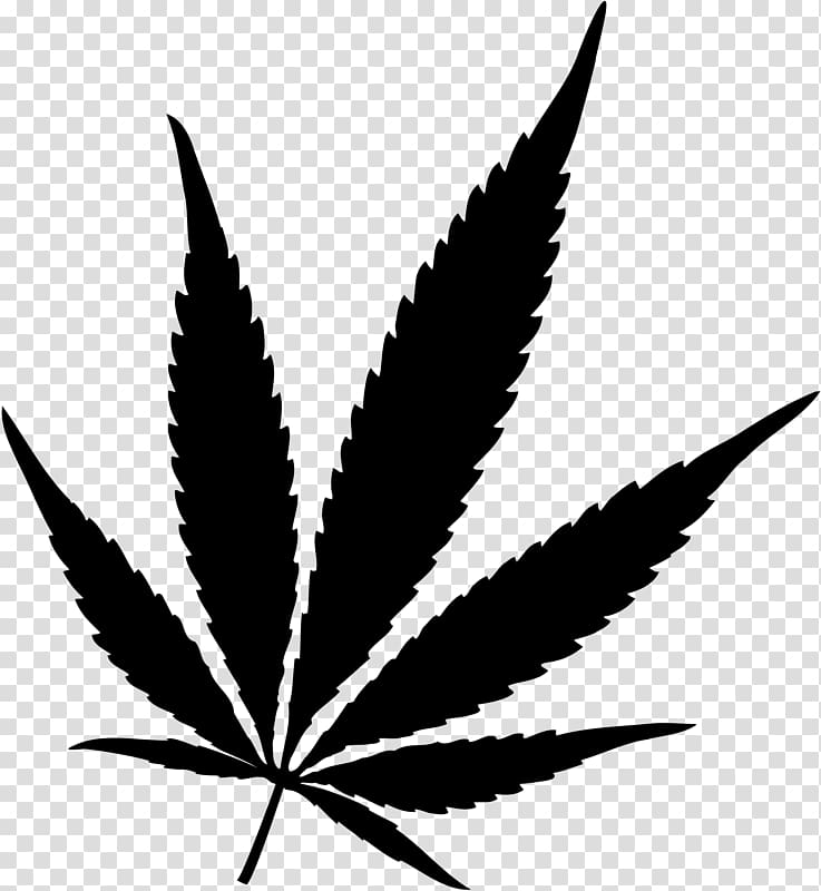 Cannabis sativa Cannabis smoking Hash oil Medical cannabis, cannabis transparent background PNG clipart