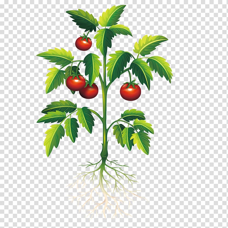 Plant Tomato , tomato transparent background PNG clipart | HiClipart