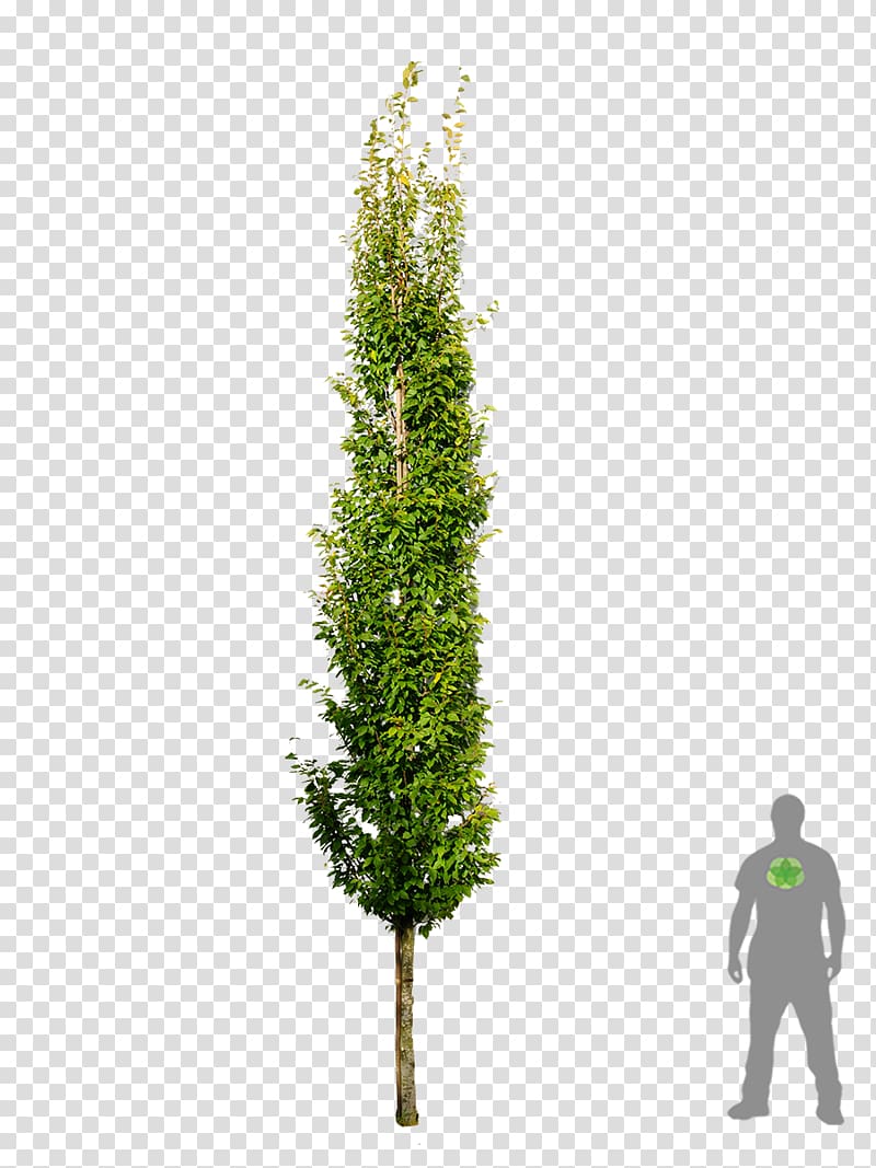 Spruce European hornbeam Tree Fir Larch, tree transparent background PNG clipart