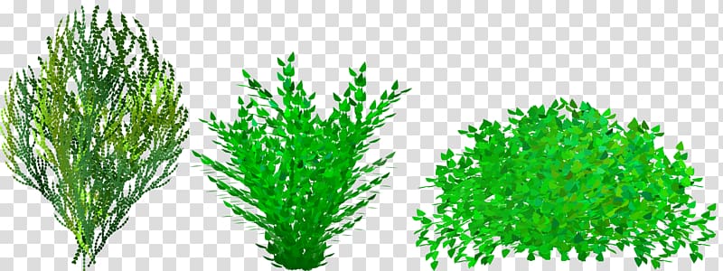 Shrub Free content Website , Shrubbery transparent background PNG clipart