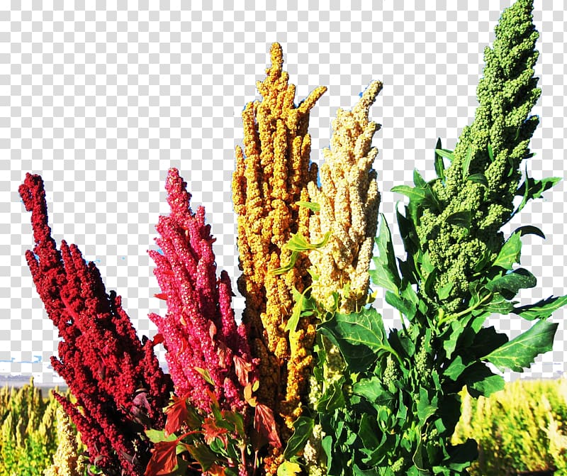 Quinoa Food Plant Seed Vegetable, plant transparent background PNG clipart