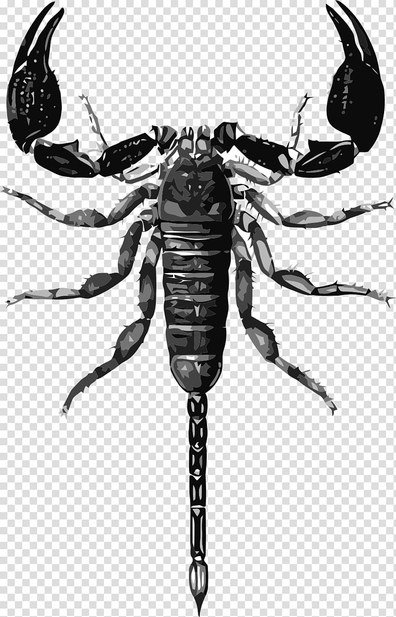 Scorpion Drawing Biological illustration, scorpions transparent background PNG clipart