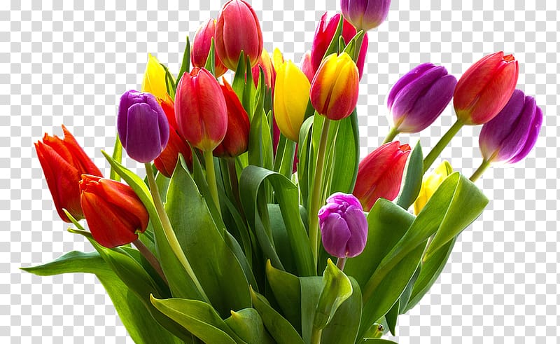 Steve MacLean Public School Cut flowers Tulip Floral design, colorful lovely restaurant transparent background PNG clipart