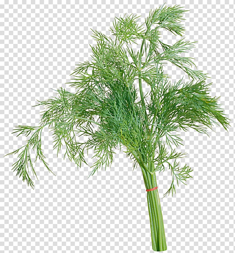 Dill Parsley Herb Raster graphics , bok choy transparent background PNG clipart