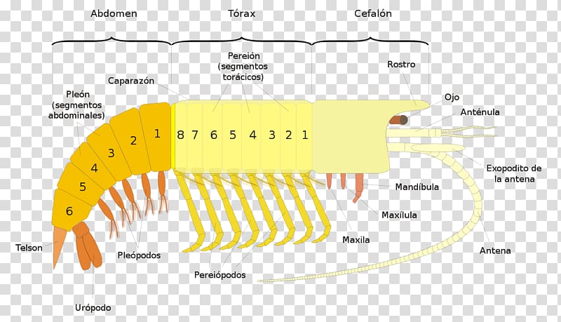 Crab Malacostracans Anatomy Decapods Maxilla, General Flyer transparent background PNG clipart