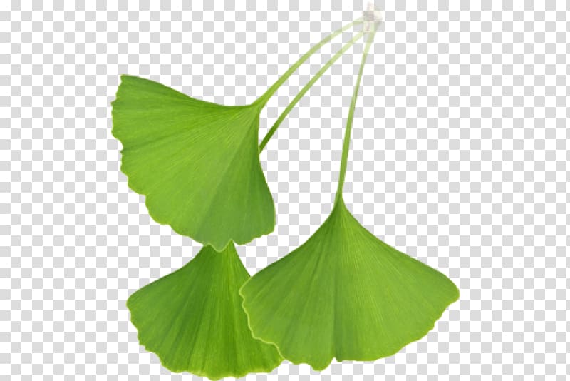 Ginkgo biloba Extract Leaf Tree , ginkgo-biloba transparent background PNG clipart