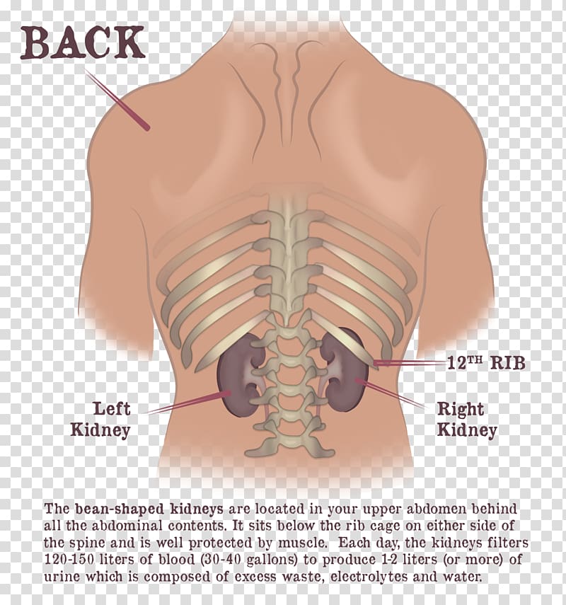 Dr Gaytri Gandotra Rib Cage Kidney Shoulder Vertebral Column Kidney Transparent Background Png Clipart Hiclipart