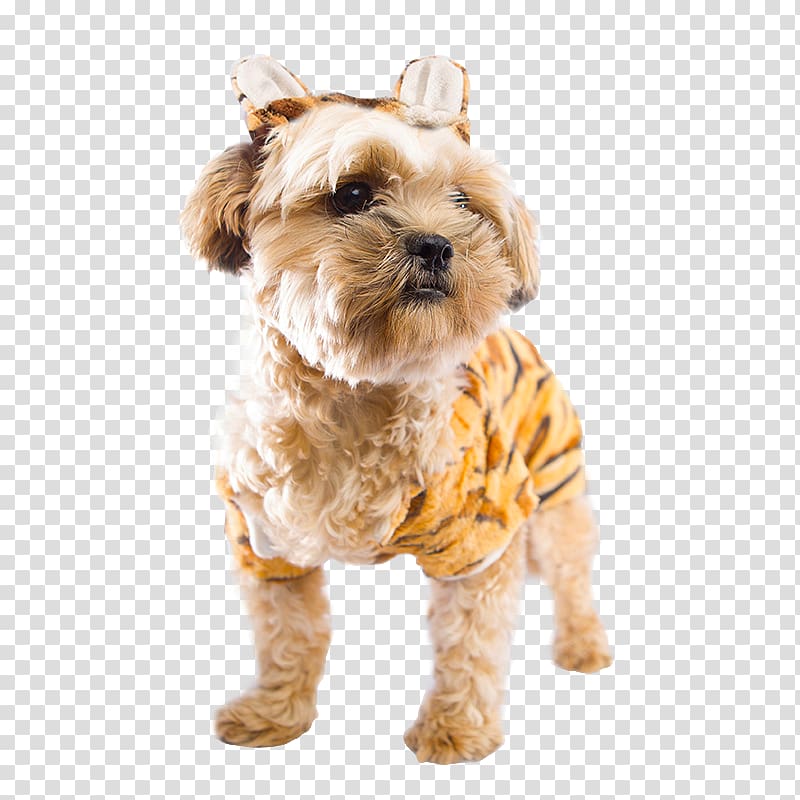 Morkie Cairn Terrier Schnoodle Puppy Catahoula Cur, puppy transparent background PNG clipart