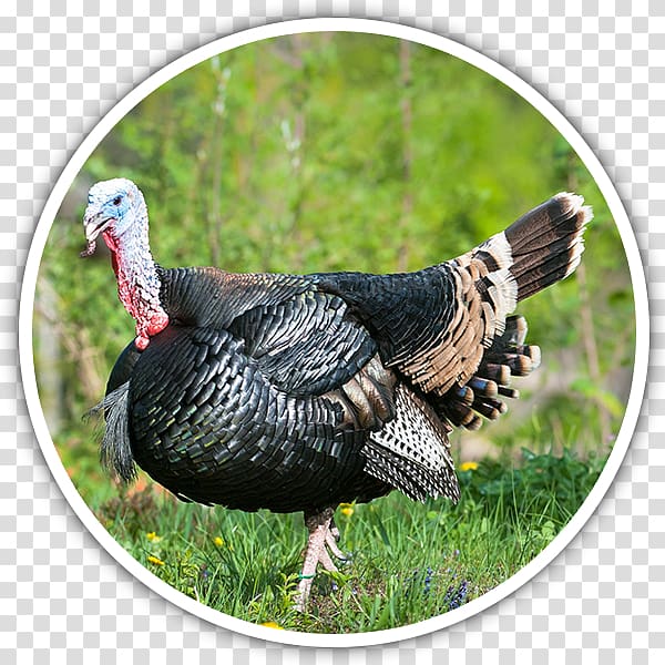 Bronze turkey Broad Breasted White turkey Broad-breasted Bronze Turkey hunting, poultry eggs transparent background PNG clipart