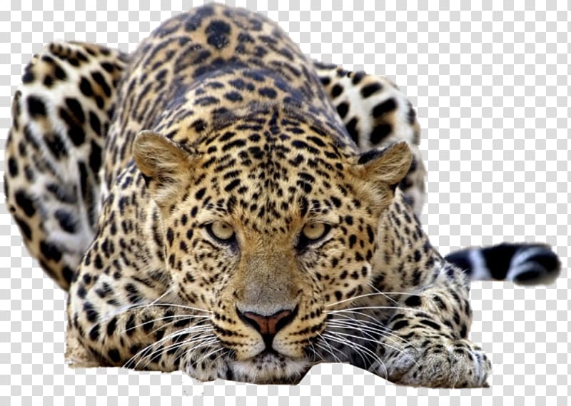 Leopard Tiger Felidae Desktop High-definition television, Leopards transparent background PNG clipart