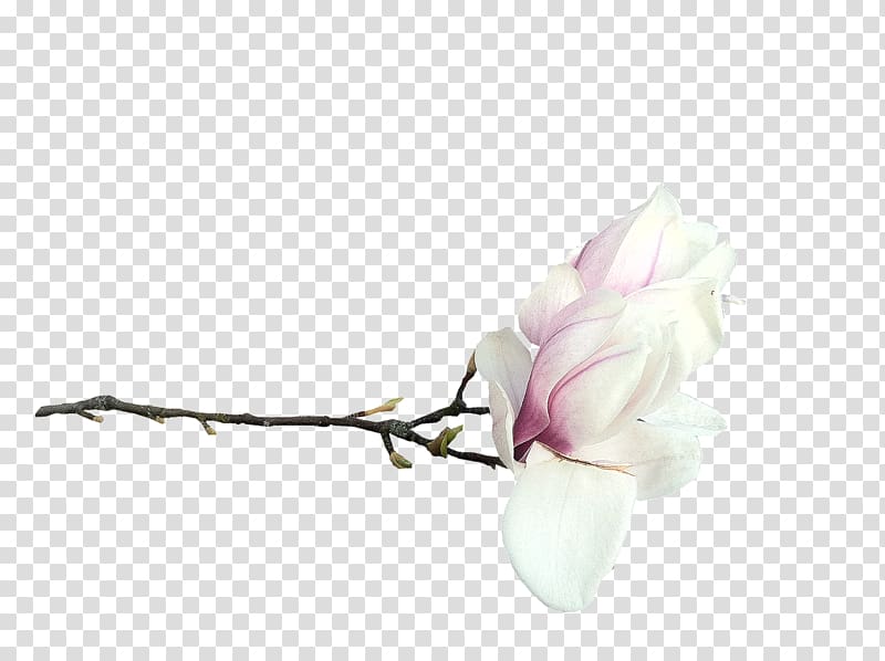 Southern magnolia Flower Blog , flower transparent background PNG clipart
